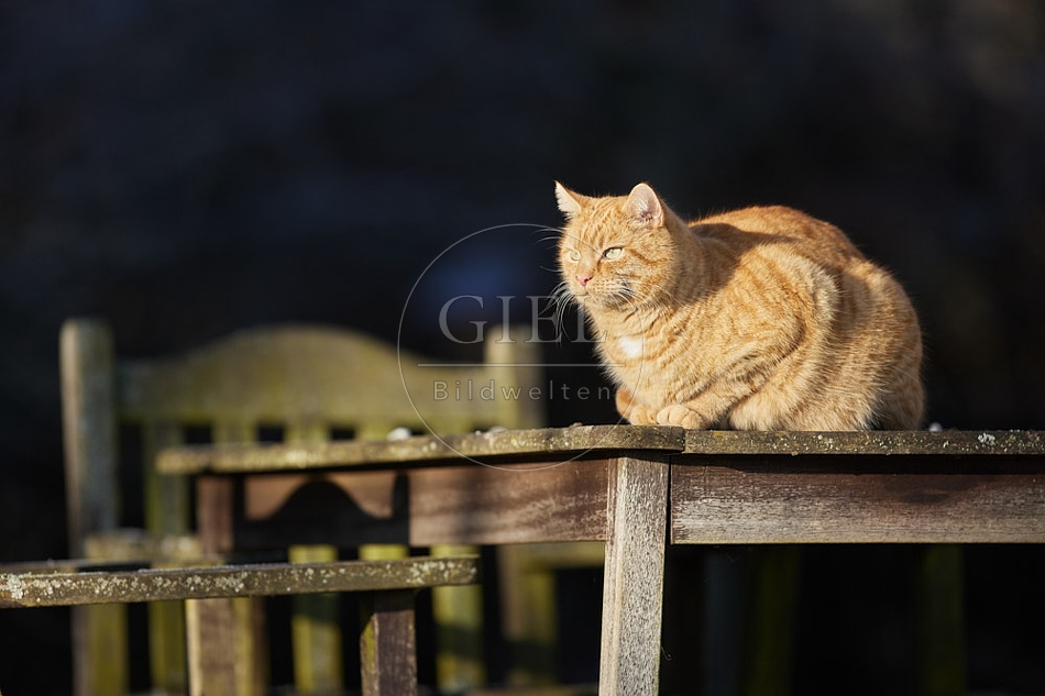 Hauskatze sitzt auf Gartentisch 114925.jpg