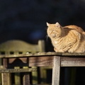 114925 Hauskatze sitzt auf Gartentisch