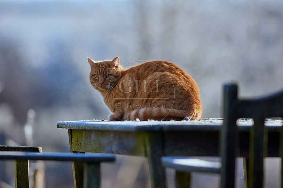 Hauskatze sitzt auf Gartentisch 114926.jpg