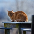 114926 Hauskatze sitzt auf Gartentisch