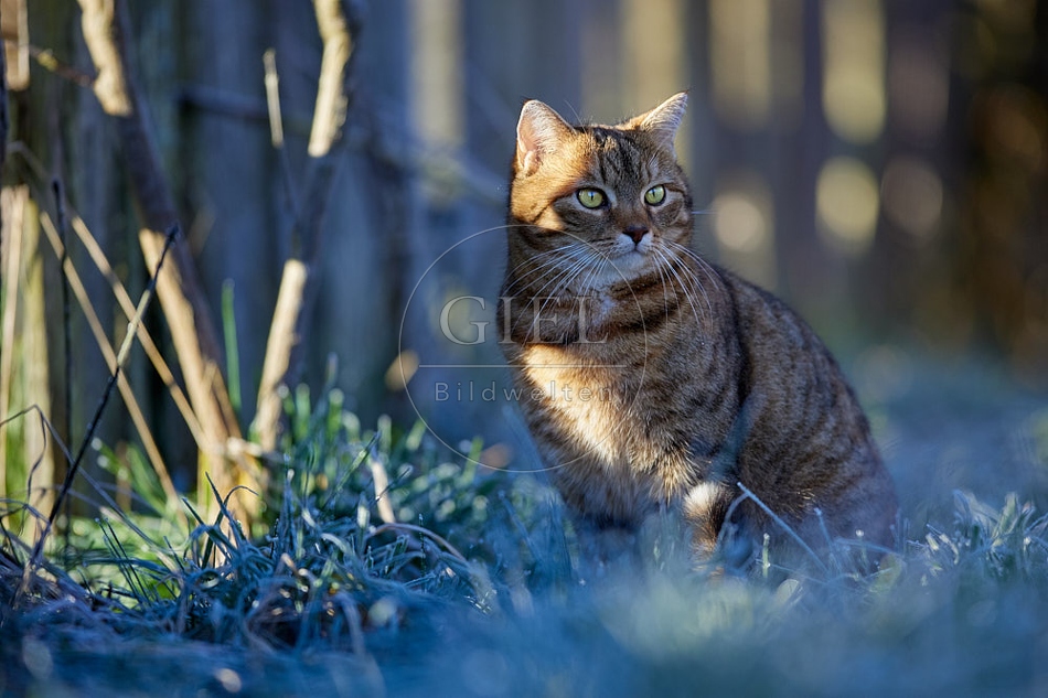 Hauskatze in frostiger Wiese 114927.jpg
