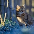 114927 Hauskatze in frostiger Wiese