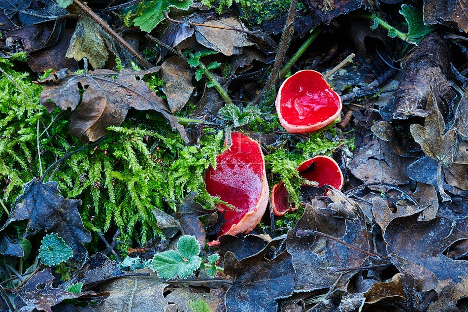 Scharlachroter Kelchbecherling 114928.jpg