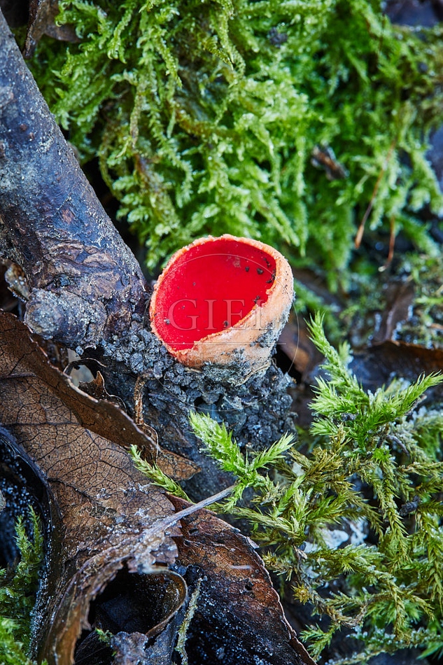 Scharlachroter Kelchbecherling 114929.jpg