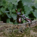 OG15-134 Hirschkäfer, zwei Männchen kämpfen