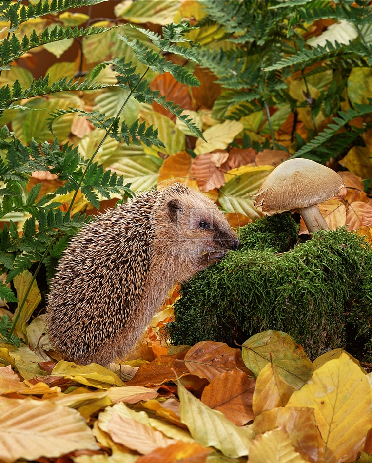 Igel im Herbstlaub OG2-61.jpg