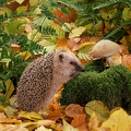 OG2-61 Igel im Herbstlaub