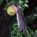 OG2-908 Siebenschläfer frisst Apfel