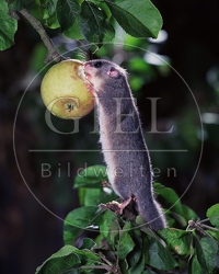 OG2-908 Siebenschläfer frisst Apfel
