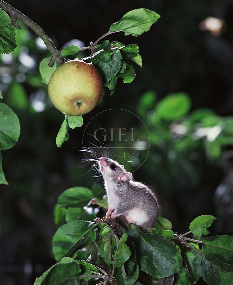 Siebenschläfer frisst Apfel OG2-914.jpg