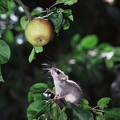 OG2-914 Siebenschläfer frisst Apfel