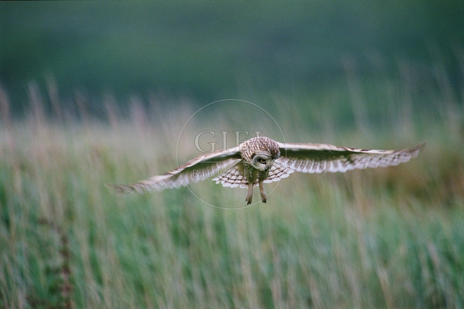 Sumpfohreule im Flug OG3-77.jpg