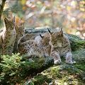 OG39-39 Luchs mit Jungen