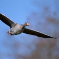 OG4-76 Graugans fliegt