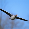 OG4-77 Graugans fliegt