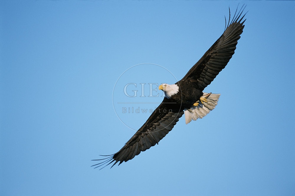 Weißkopfseeadler fliegt OG5-112.jpg