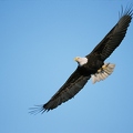 OG5-112 Weißkopfseeadler fliegt