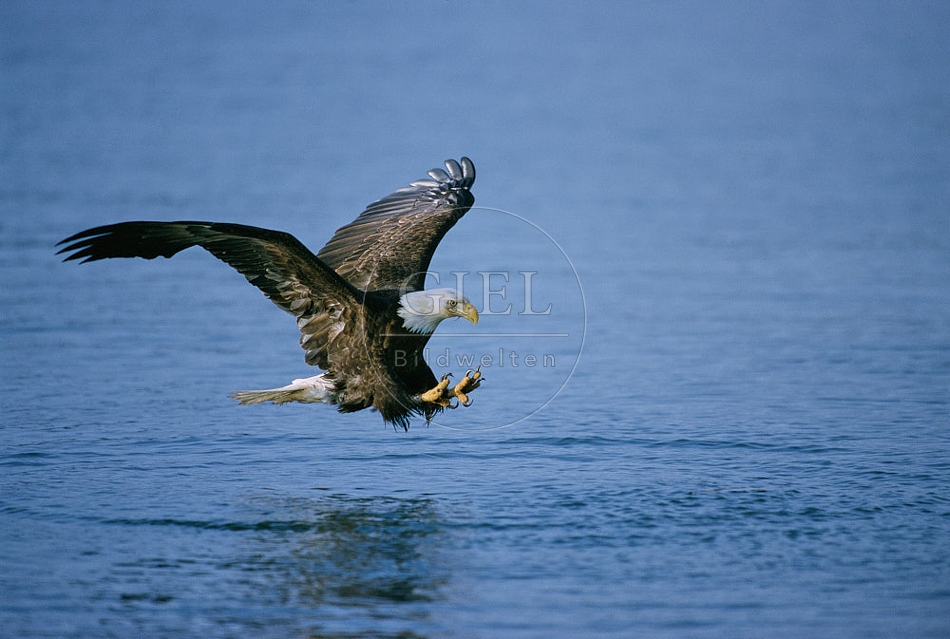 Weißkopfseeadler jagt OG5-28.jpg