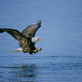 OG5-28 Weißkopfseeadler jagt