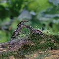 og16-12 Hirschkäfer, zwei Männchen kämpfen
