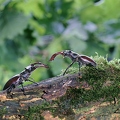 og16-27 Hirschkäfer, zwei Männchen kämpfen