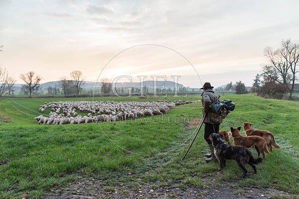 080451 Schaefer, Altdeutsche Huetehunde und Merino Schafe, Schafherde