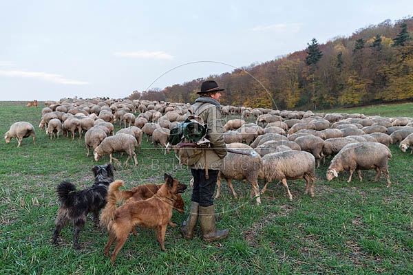 080452 Schaefer, Altdeutsche Huetehunde und Merino Schafe, Schafherde