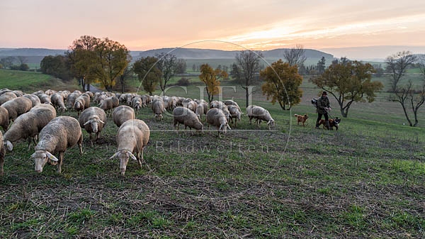 080453 Schaefer, Altdeutsche Huetehunde und Merino Schafe, Schafherde