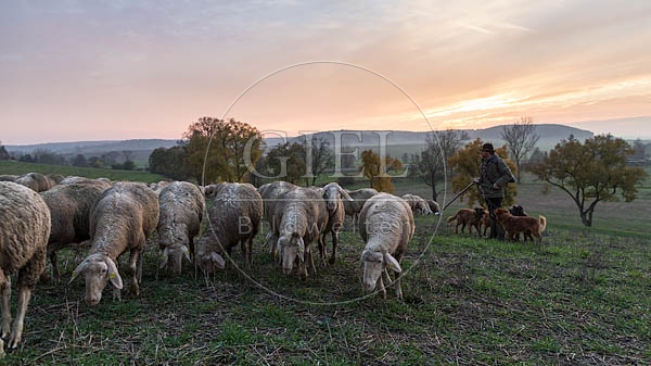 080454 Schaefer, Altdeutsche Huetehunde und Merino Schafe, Schafherde