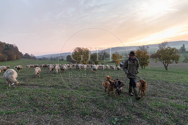 080455 Schaefer, Altdeutsche Huetehunde und Merino Schafe, Schafherde