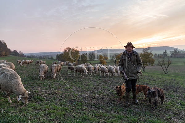 080456 Schaefer, Altdeutsche Huetehunde und Merino Schafe, Schafherde