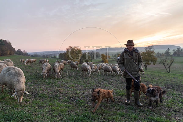 080457 Schaefer, Altdeutsche Huetehunde und Merino Schafe, Schafherde