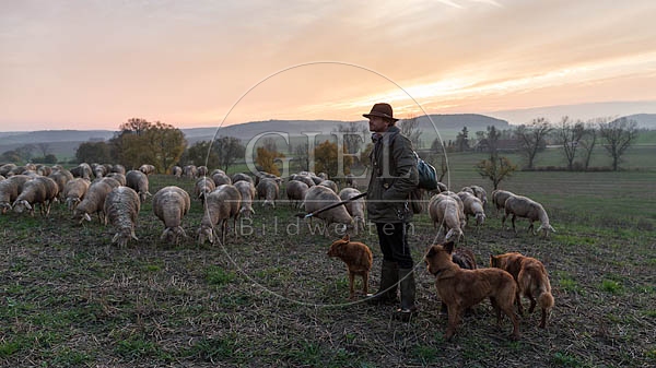 080459 Schaefer, Altdeutsche Huetehunde und Merino Schafe, Schafherde
