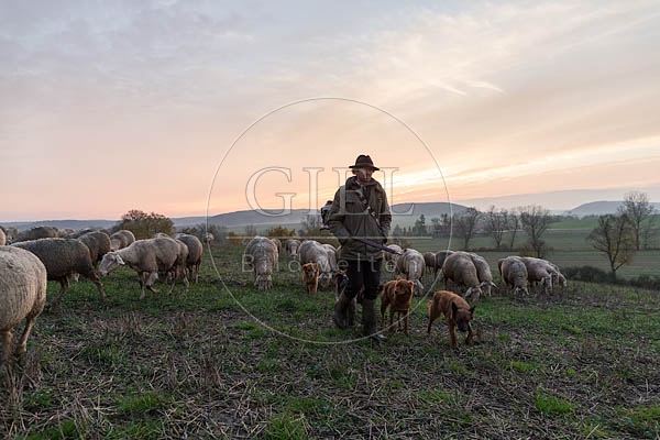 080460 Schaefer, Altdeutsche Huetehunde und Merino Schafe, Schafherde