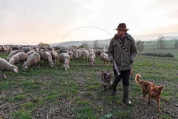 080461 Schaefer, Altdeutsche Huetehunde und Merino Schafe, Schafherde