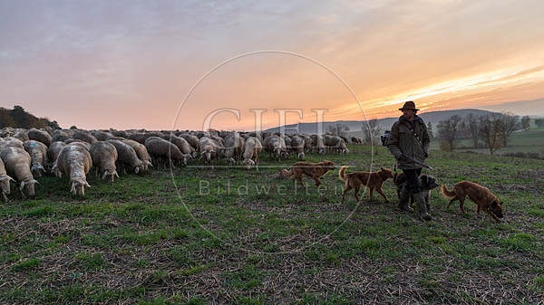 080462 Schaefer, Altdeutsche Huetehunde und Merino Schafe, Schafherde