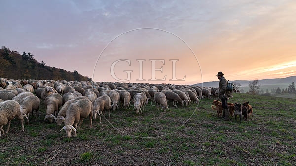 080463 Schaefer, Altdeutsche Huetehunde und Merino Schafe, Schafherde