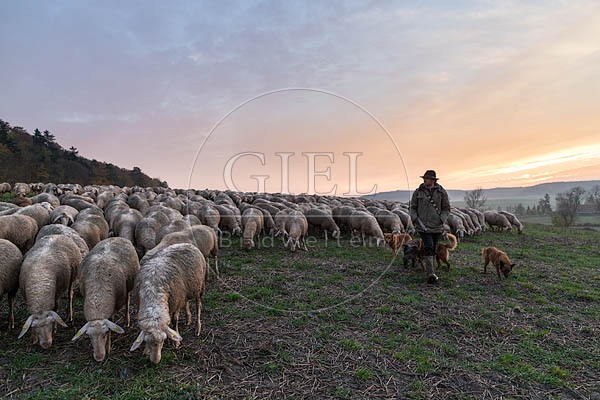080464 Schaefer, Altdeutsche Huetehunde und Merino Schafe, Schafherde