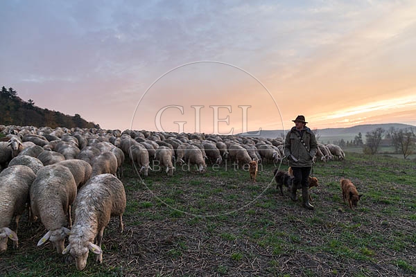 080465 Schaefer, Altdeutsche Huetehunde und Merino Schafe, Schafherde