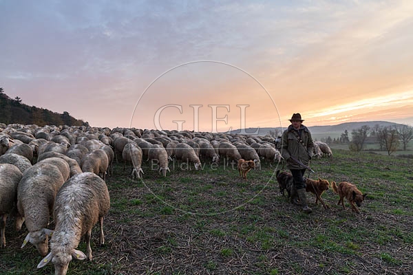 080466 Schaefer, Altdeutsche Huetehunde und Merino Schafe, Schafherde