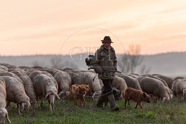080467 Schaefer, Altdeutsche Huetehunde und Merino Schafe, Schafherde