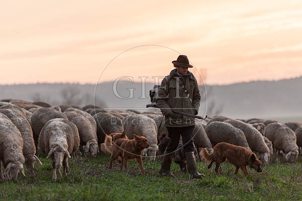 080468 Schaefer, Altdeutsche Huetehunde und Merino Schafe, Schafherde
