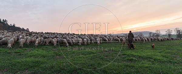080470 Schaefer, Altdeutsche Huetehunde und Merino Schafe, Schafherde