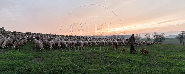 080471 Schaefer, Altdeutsche Huetehunde und Merino Schafe, Schafherde