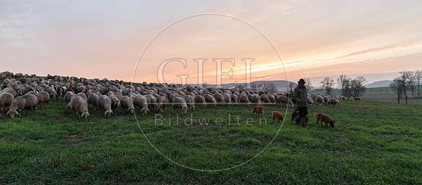080472 Schaefer, Altdeutsche Huetehunde und Merino Schafe, Schafherde