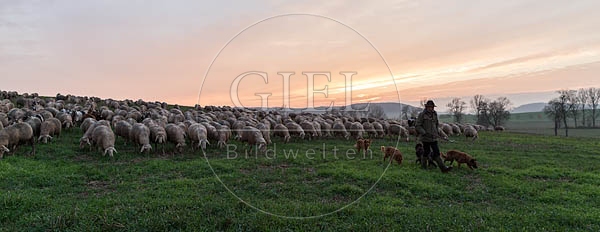080473 Schaefer, Altdeutsche Huetehunde und Merino Schafe, Schafherde
