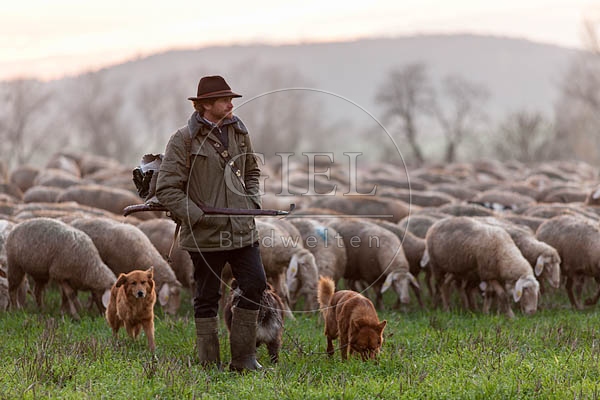 080474 Schaefer, Altdeutsche Huetehunde und Merino Schafe, Schafherde