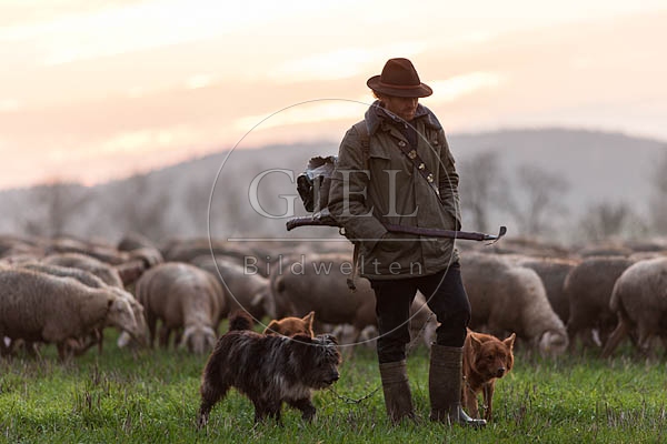 080475 Schaefer, Altdeutsche Huetehunde und Merino Schafe, Schafherde