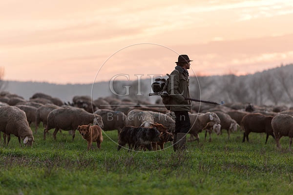 080476 Schaefer, Altdeutsche Huetehunde und Merino Schafe, Schafherde