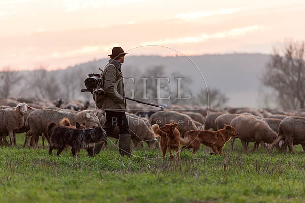 080477 Schaefer, Altdeutsche Huetehunde und Merino Schafe, Schafherde